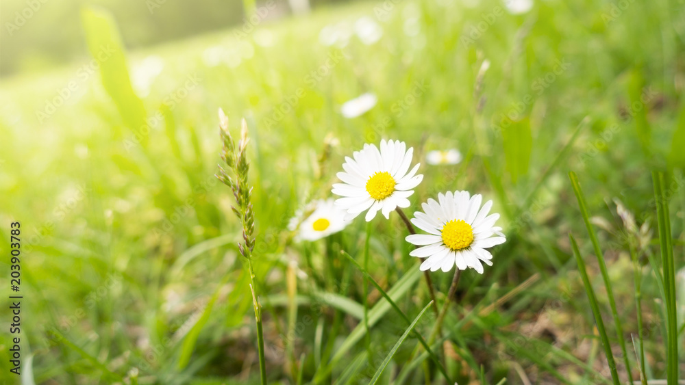 two daisy flowers in the green grass two daisy flowers in the green grass
