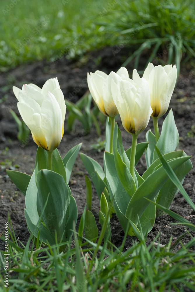 Tulipa greigii 'Concerto' in early morning Tulipa greigii 'Concerto' in early morning