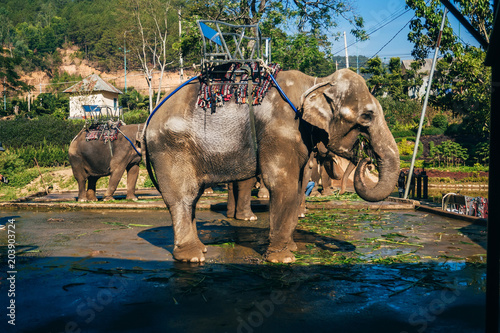 Elephants eat outdoors in the Park in Da Lat, Vietnam
