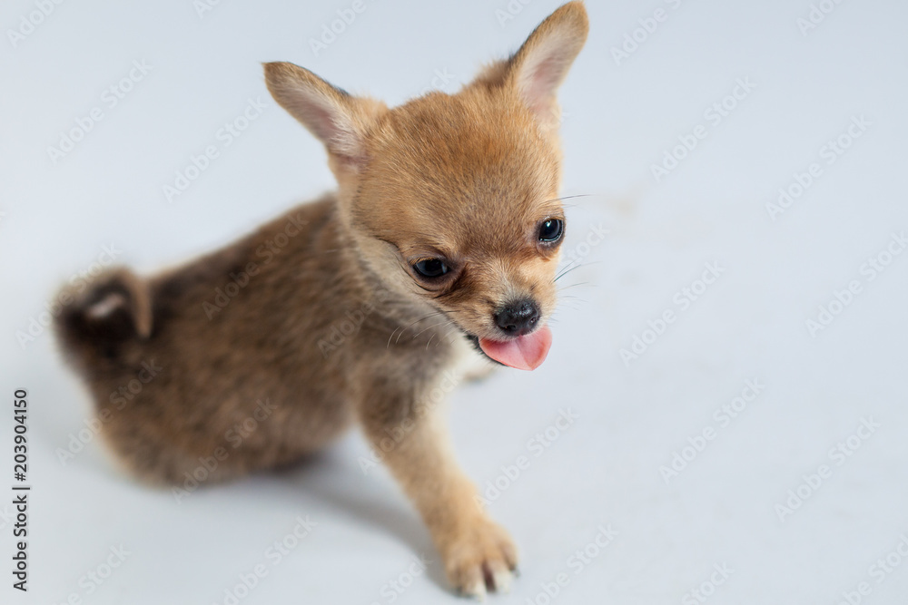 cute little dog on white background 