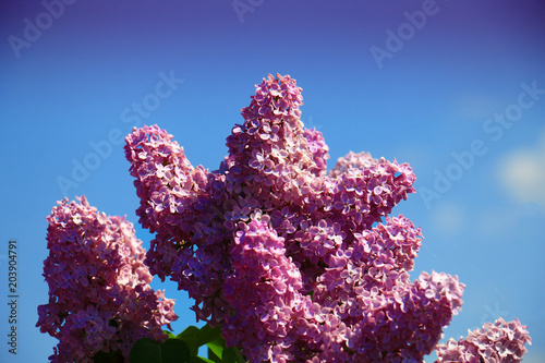 lilac against the blue sky