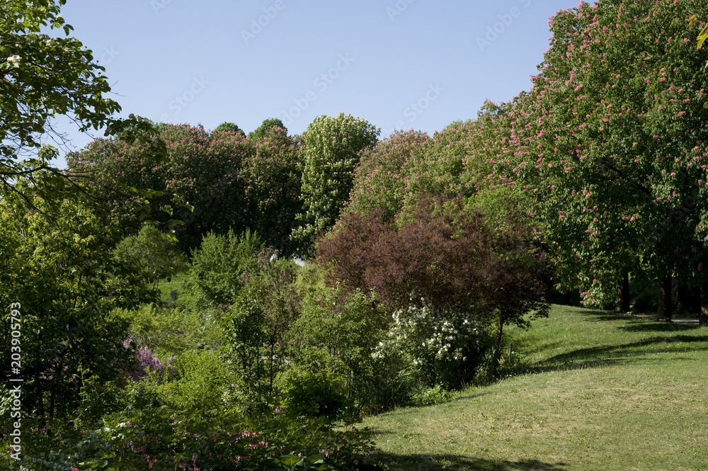 Kastanienlandschaft; Kastanien; Park