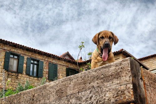 cute young dog is yawning on the stone wall