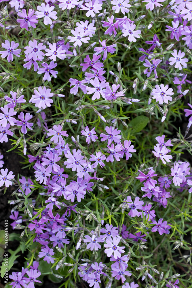 Fototapeta premium Aubrieta cultorum - fioletowe lub fioletowe drobne kwiaty. Piękne fioletowe kwiaty w tle
