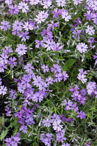 Aubrieta cultorum - purple or purple small flowers. Beautiful purple flowers background