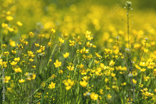Yellow Ranunculus acris on the Spring Sunny Lawn