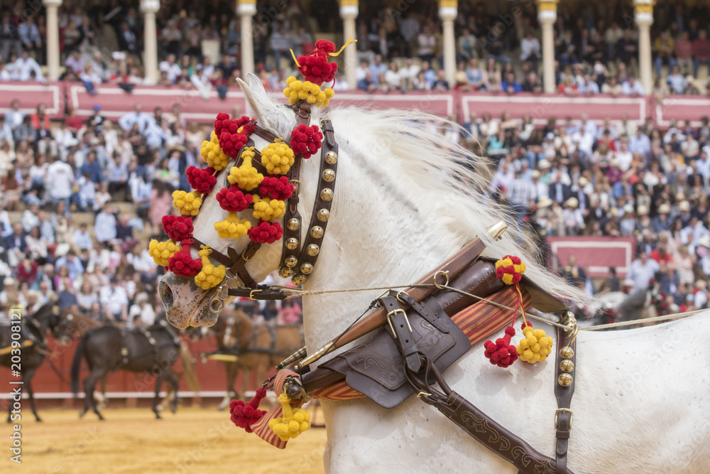 Fototapeta premium Caballo español en Sevilla