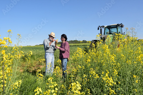 couple of farmers in a canola field with a tractor © curto