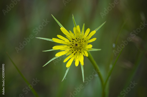 Wild flower in Patagonia, Argentina