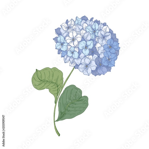 Hydrangea or hortensia blooming flower isolated on white background. Detailed natural drawing of garden ornamental flowering plant. Realistic botanical vector illustration in elegant antique style.