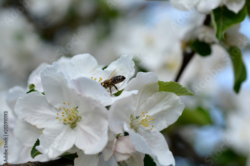 Apfelblüten mit Biene
