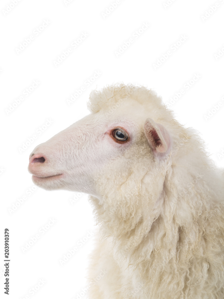 Obraz premium portrait