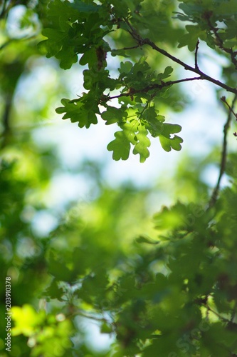 green oak leaves on blue background