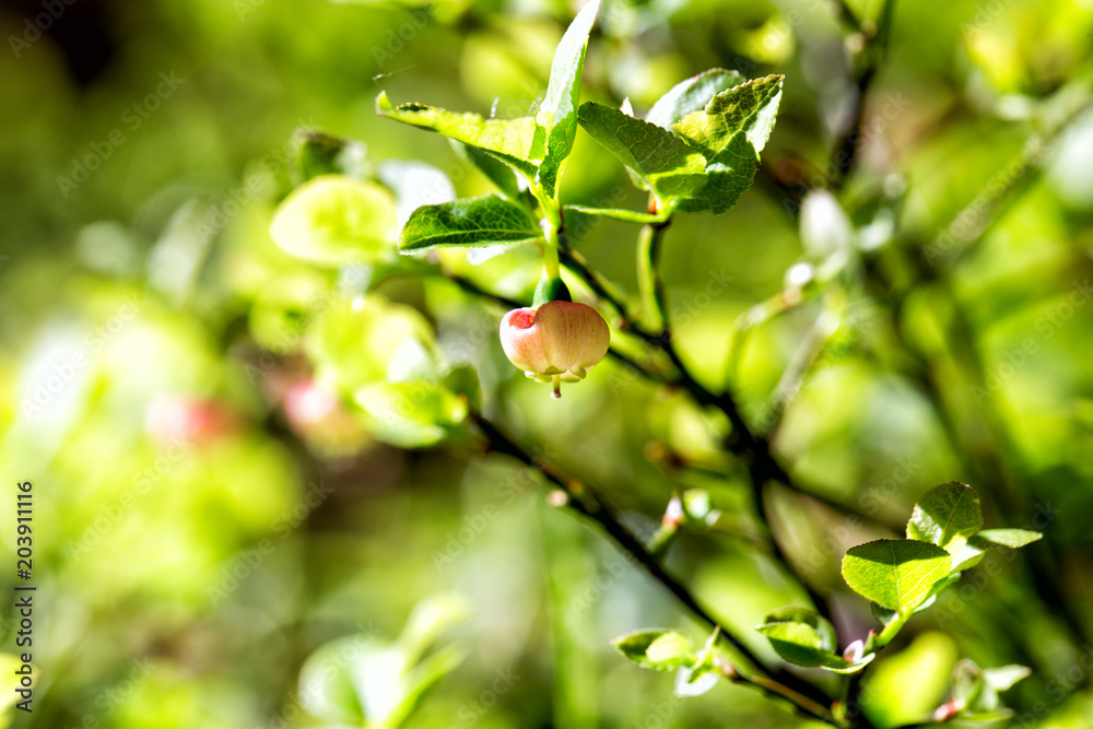 Flower of wild European blueberry or Vaccinum myrtillus hiding in leaves macro in twilight forest Flower of wild European blueberry or Vaccinum myrtillus hiding in leaves macro in twilight forest