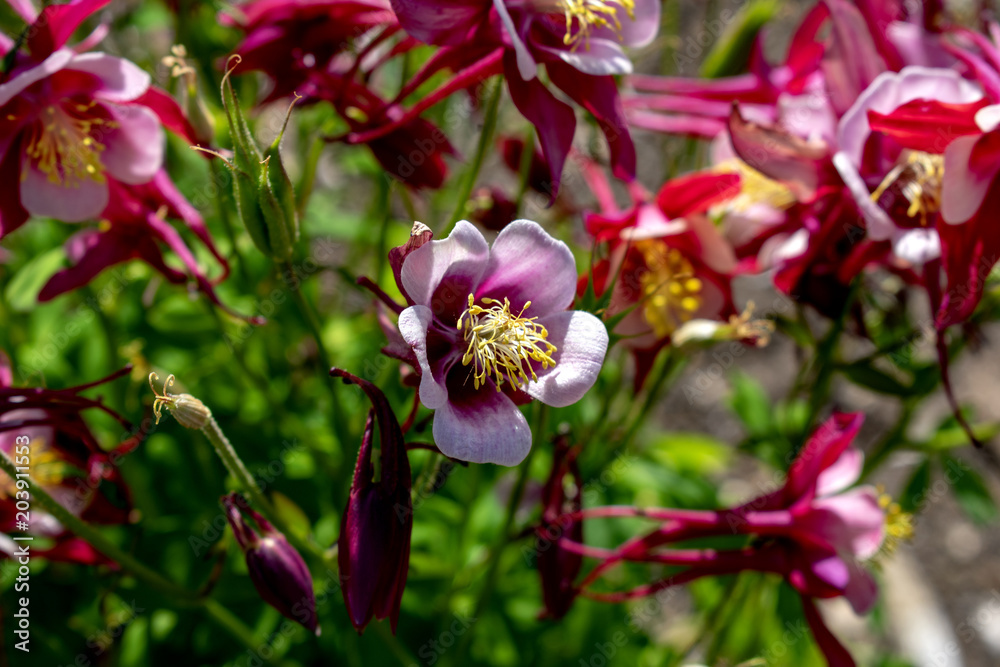 Obraz premium flower