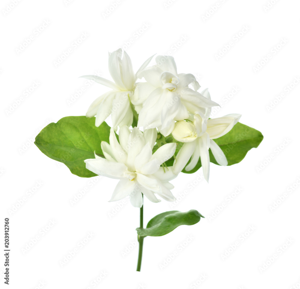 Jasmine isolated on white background Jasmine isolated on white background