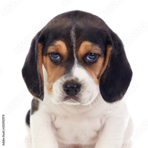 Beautiful portrait of a beagle puppi brown and black