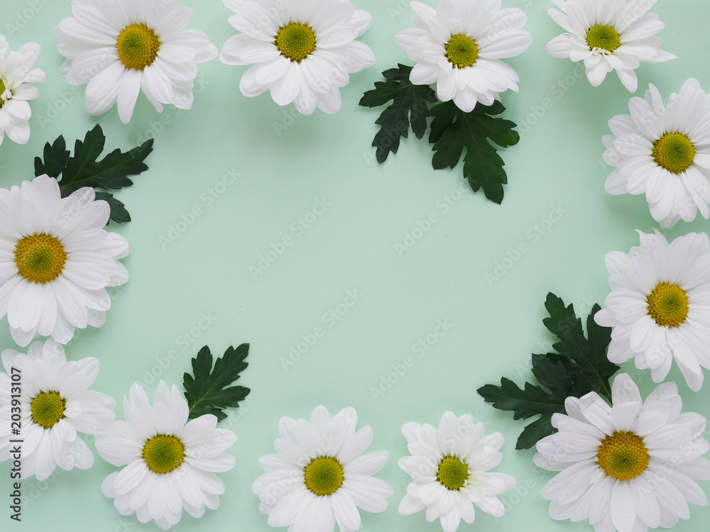 Composition of white chamomile chrysanthemum flowers on a color background, top view, creative flat layout. 
