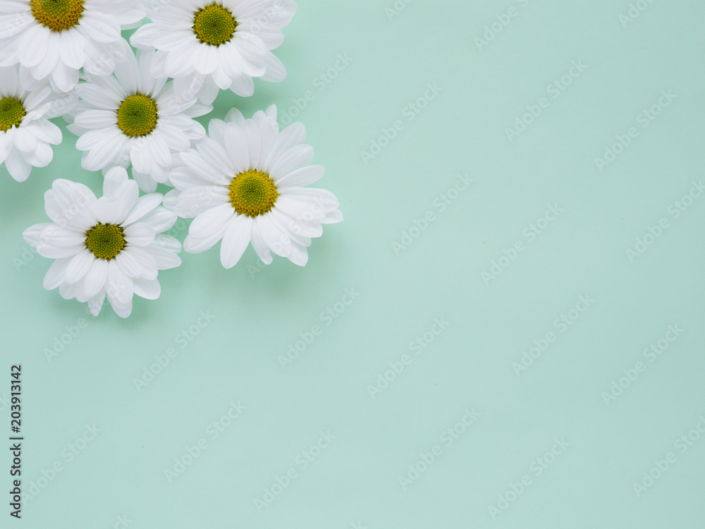 Composition of white chamomile chrysanthemum flowers on a color background, top view, creative flat layout. Composition of white chamomile chrysanthemum flowers on a color background, top view, creative flat layout.