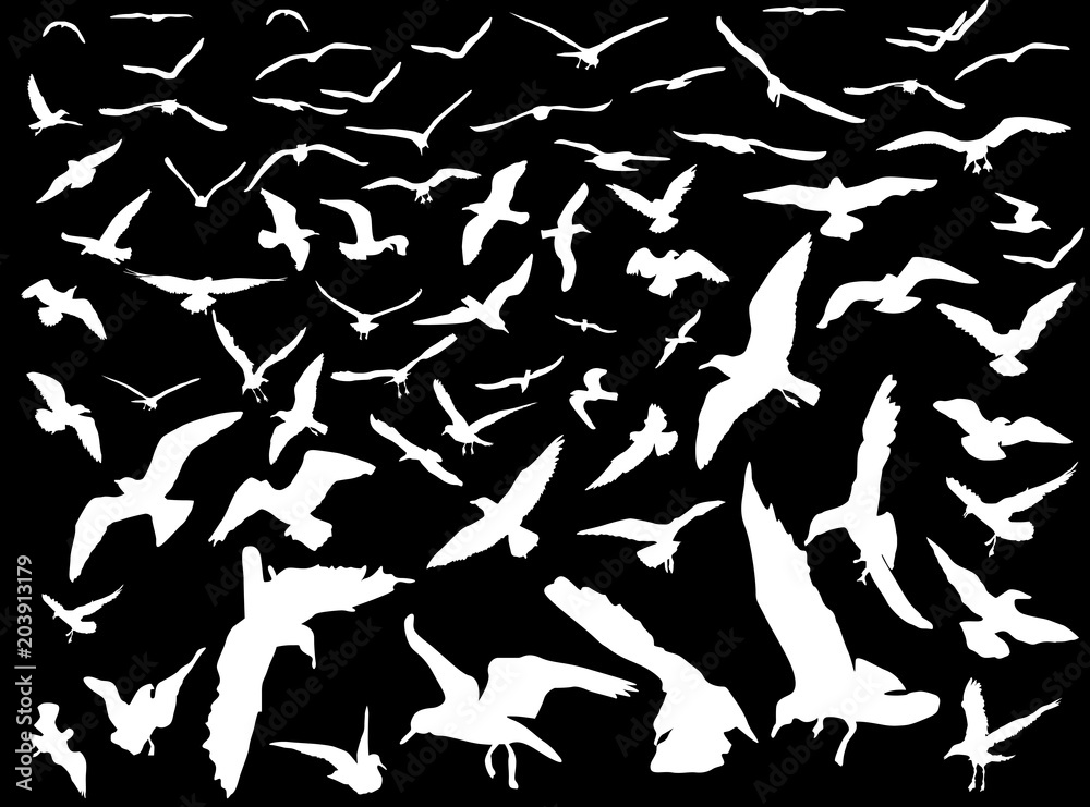 large group of gulls silhouettes collection on black background large group of gulls silhouettes collection on black background