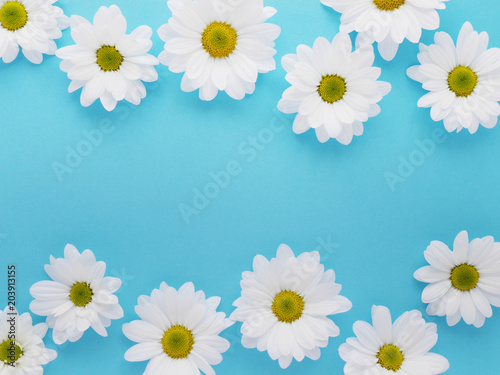 Composition of white chamomile chrysanthemum flowers on a color background, top view, creative flat layout.  © Tatiana Morozova