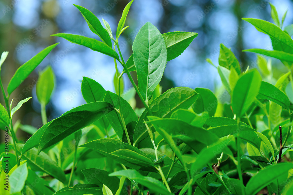 Green tea trees in spring, close up view