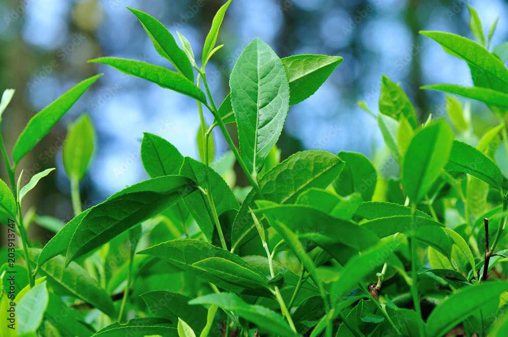Green tea trees in spring, close up view Green tea trees in spring, close up view