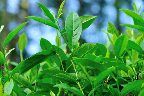 Green tea trees in spring, close up view