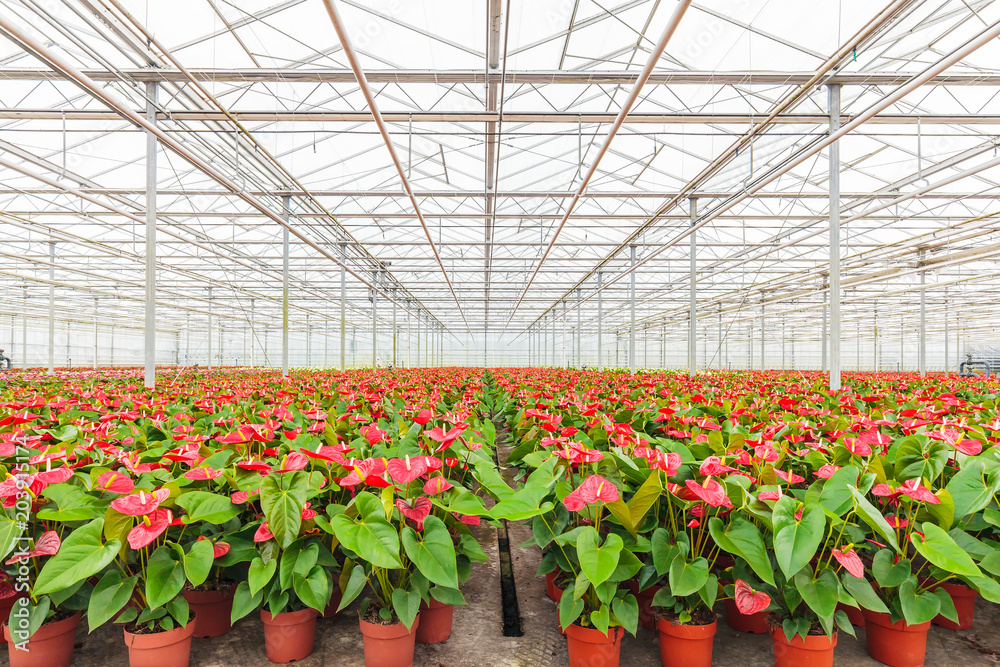 Anthurium plants in a greenhouse