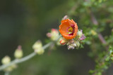 Orange Wild flower in Patagonia, Argentina