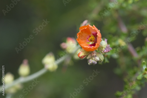 Orange Wild flower in Patagonia  Argentina