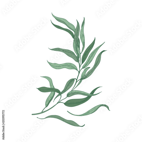 Eucalyptus sprig with green leaves isolated on white background