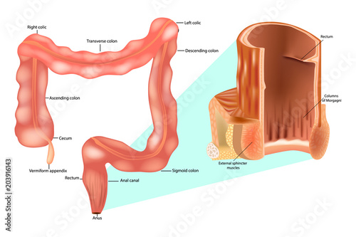 Internal anal sphincter. Rectum, anal canal anatomy and Large intestine photo