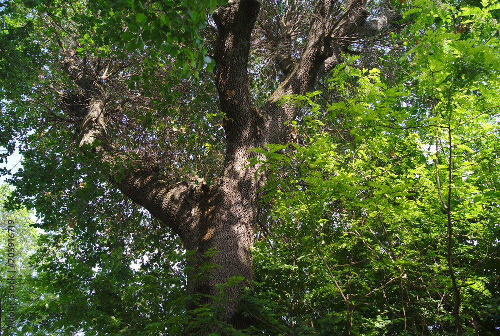 Grande Quercia