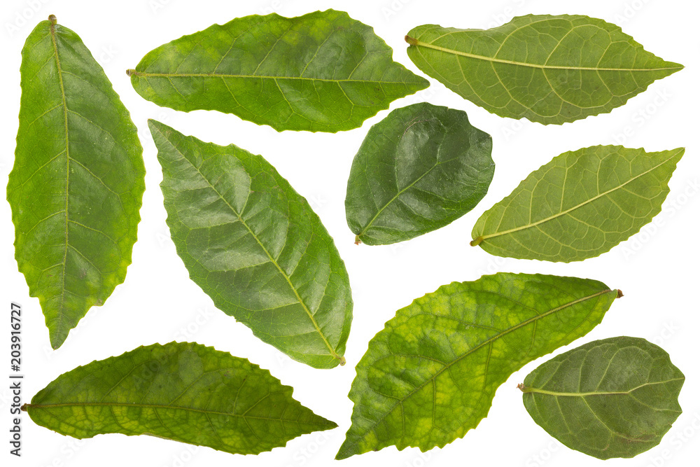 Green leaves isolated on white background and texture Green leaves isolated on white background and texture