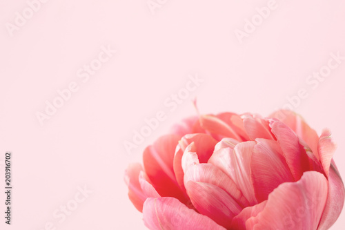 Beautiful pink peony flowering tulip on pink background. Holiday greeting car...