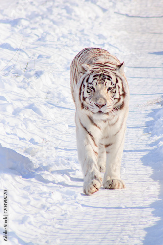 Wild white bengal tiger is walking on white snow.