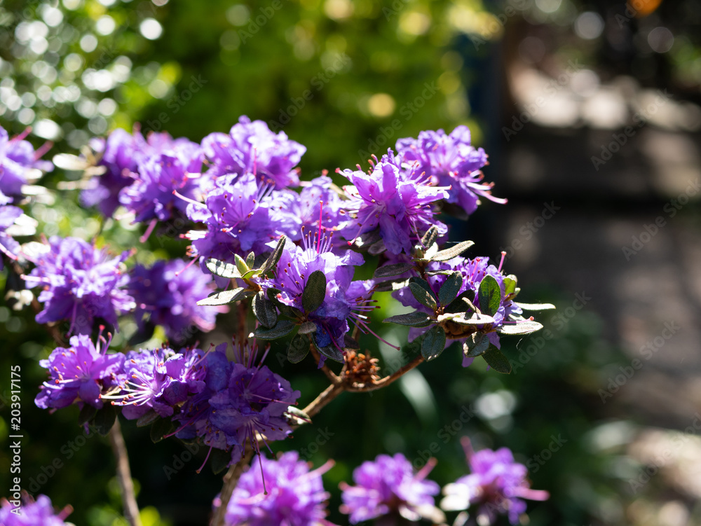 Purple flowers, sun