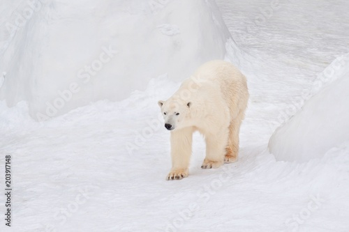 Large arctic bear is walking on white snow. Animals in wildlife.