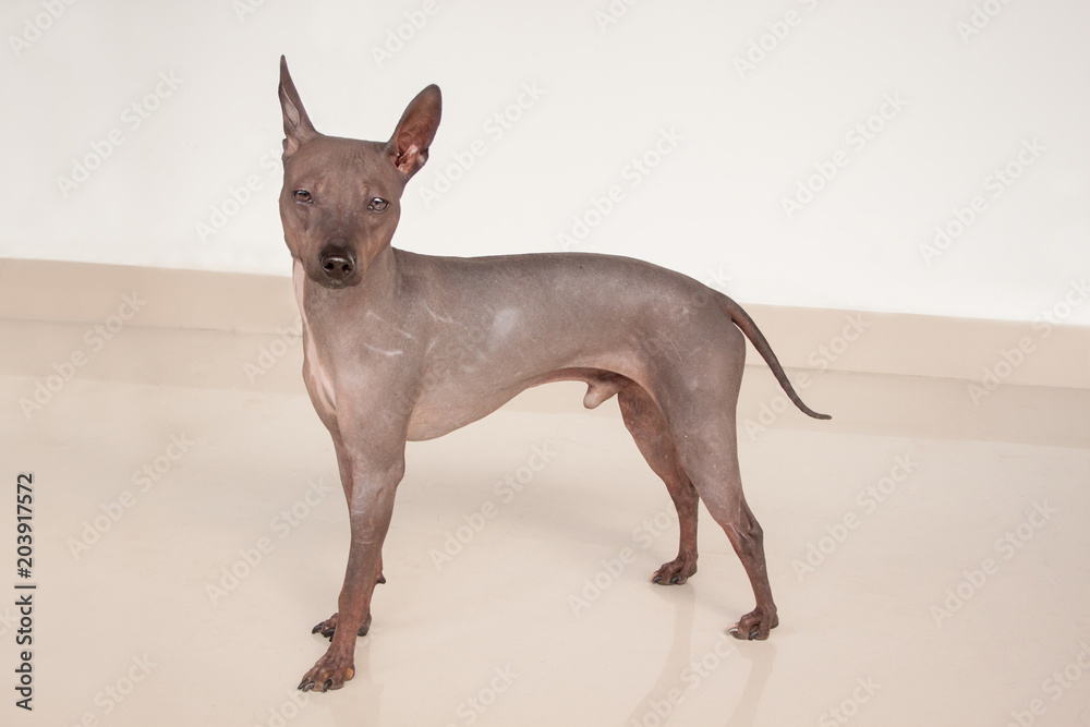 Cute american hairless terrier is looking into the camera. Cute american hairless terrier is looking into the camera.