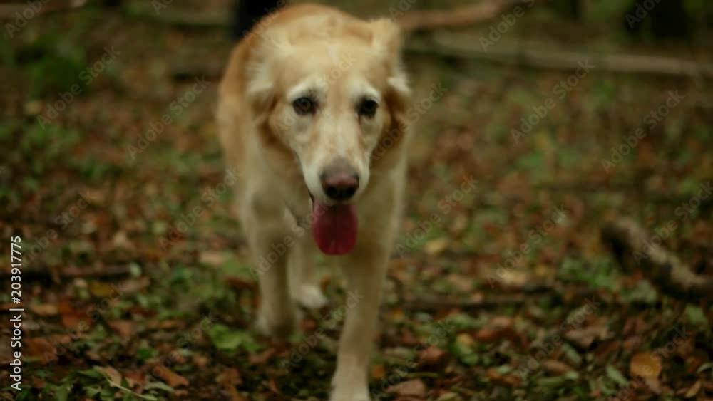 Steady cam shot of walking Golden retriever dog in mountains autumn forest. Hiking with best friend Steady cam shot of walking Golden retriever dog in mountains autumn forest. Hiking with best friend