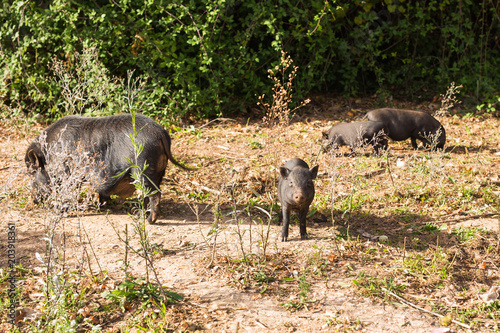 Baby wild pigs