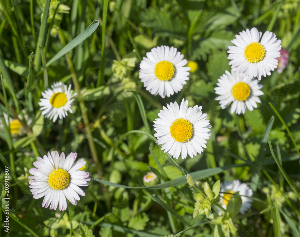 Fototapeta premium Bunch of close up Daisy (Bellis perennis) in green grass, selective focus, spring floral background