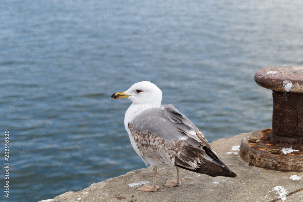Fototapeta premium Seagulls and the sea 8
