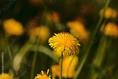 Fototapeta Naklejka Na Ścianę i Meble -  Löwenzahnblüte