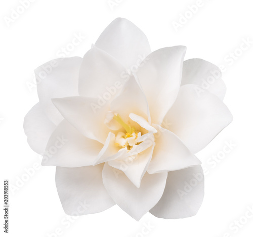 Photo White Camellia Flower