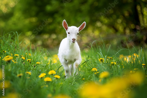 Fototapeta Naklejka Na Ścianę i Meble -  Goat on a pasture
