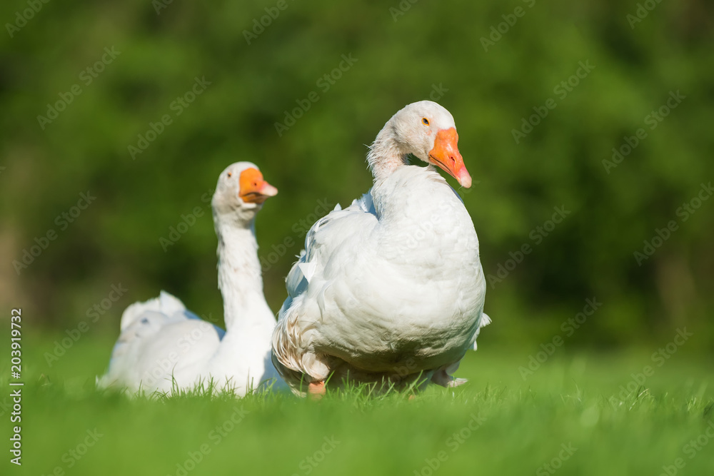 White goose on green grass White goose on green grass