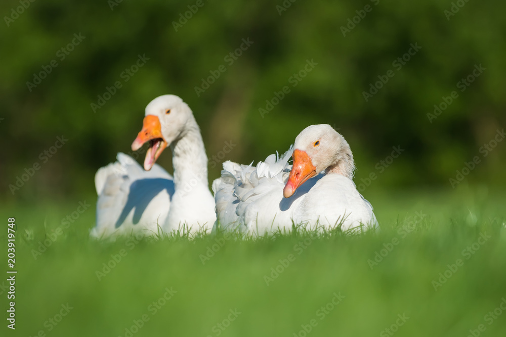 Obraz premium White goose on green grass