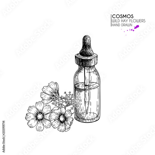 Hand drawn set of essential oils. Vector cosmos flower. Medicinal herb with glass dropper bottle. Engraved art. Good for cosmetics, medicine, treating, aromatherapy, package design health care.